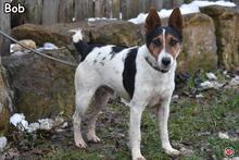 BOB, Hund, Mischlingshund in Donzdorf - Bild 3