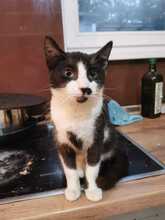 LAILA, Katze, Europäisch Kurzhaar in Bad Gandersheim - Bild 5