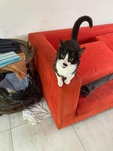 LAILA, Katze, Europäisch Kurzhaar in Bad Gandersheim - Bild 6