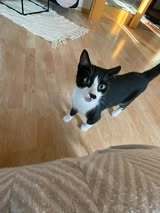LAILA, Katze, Europäisch Kurzhaar in Bad Gandersheim - Bild 7