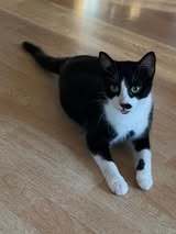 LAILA, Katze, Europäisch Kurzhaar in Bad Gandersheim - Bild 8