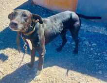 RAVEN, Hund, Podenco-Mix in Spanien - Bild 1