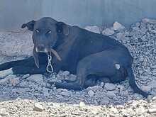 RAVEN, Hund, Podenco-Mix in Spanien - Bild 2