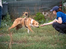 PIRA, Hund, Mischlingshund in Breisach - Bild 11