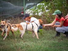 PIRA, Hund, Mischlingshund in Breisach - Bild 13