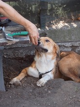 PIRA, Hund, Mischlingshund in Breisach - Bild 16