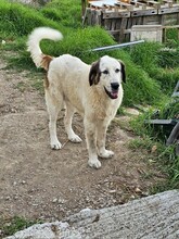 PINA, Hund, Pyrenäen Mastiff in Obergünzburg - Bild 1