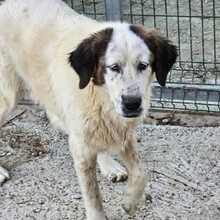 PINA, Hund, Pyrenäen Mastiff in Obergünzburg - Bild 16