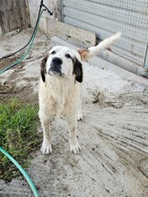 PINA, Hund, Pyrenäen Mastiff in Obergünzburg - Bild 17