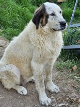 PINA, Hund, Pyrenäen Mastiff in Obergünzburg - Bild 5