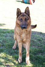 SANCHO, Hund, Deutscher Schäferhund-Mix in Kroatien - Bild 2