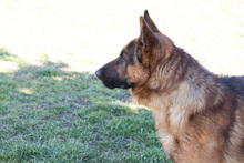 SANCHO, Hund, Deutscher Schäferhund-Mix in Kroatien - Bild 4