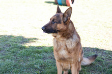 SANCHO, Hund, Deutscher Schäferhund-Mix in Kroatien - Bild 5