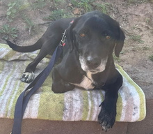 IDEM, Hund, Mischlingshund in Billigheim-Ingenheim - Bild 1