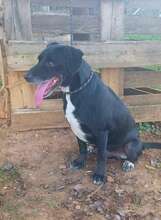 IDEM, Hund, Mischlingshund in Billigheim-Ingenheim - Bild 10