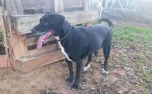 IDEM, Hund, Mischlingshund in Billigheim-Ingenheim - Bild 11