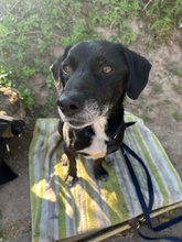 IDEM, Hund, Mischlingshund in Billigheim-Ingenheim - Bild 12