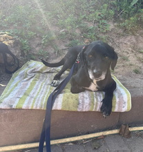 IDEM, Hund, Mischlingshund in Billigheim-Ingenheim - Bild 13
