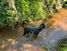 IDEM, Hund, Mischlingshund in Billigheim-Ingenheim - Bild 14