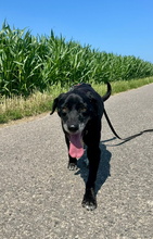 IDEM, Hund, Mischlingshund in Billigheim-Ingenheim - Bild 15