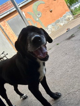 IDEM, Hund, Mischlingshund in Billigheim-Ingenheim - Bild 16