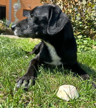 IDEM, Hund, Mischlingshund in Billigheim-Ingenheim - Bild 17