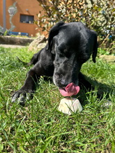 IDEM, Hund, Mischlingshund in Billigheim-Ingenheim - Bild 18