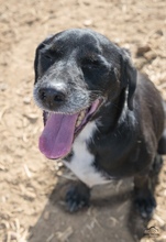 IDEM, Hund, Mischlingshund in Billigheim-Ingenheim - Bild 2