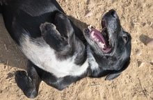 IDEM, Hund, Mischlingshund in Billigheim-Ingenheim - Bild 3
