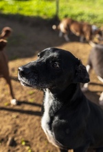 IDEM, Hund, Mischlingshund in Billigheim-Ingenheim - Bild 4