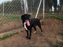 IDEM, Hund, Mischlingshund in Billigheim-Ingenheim - Bild 5