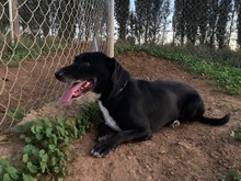 IDEM, Hund, Mischlingshund in Billigheim-Ingenheim - Bild 6