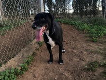 IDEM, Hund, Mischlingshund in Billigheim-Ingenheim - Bild 8