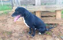 IDEM, Hund, Mischlingshund in Billigheim-Ingenheim - Bild 9