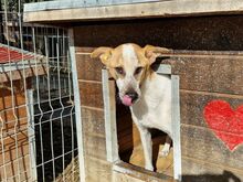 MAYTAY, Hund, Mischlingshund in Rumänien - Bild 12