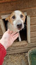 MAYTAY, Hund, Mischlingshund in Rumänien - Bild 2