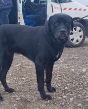 OLAF, Hund, Cane Corso-Mix in Rumänien - Bild 1