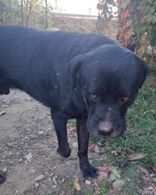 OLAF, Hund, Cane Corso-Mix in Rumänien - Bild 3