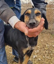 STELLA, Hund, Mischlingshund in Rumänien - Bild 3