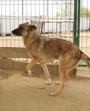 GUARIDA, Hund, Mischlingshund in Rumänien - Bild 4