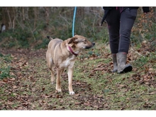 TALI, Hund, Mischlingshund in Oberwies - Bild 8