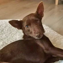 LOVELY, Hund, Podenco in Radevormwald - Bild 1