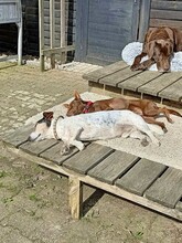 LOVELY, Hund, Podenco in Radevormwald - Bild 2