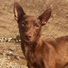 LOVELY, Hund, Podenco in Radevormwald - Bild 5