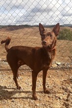 LOVELY, Hund, Podenco in Radevormwald - Bild 6