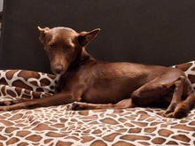 LOVELY, Hund, Podenco in Radevormwald - Bild 7