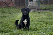 SKATT, Hund, Mischlingshund in Kroatien - Bild 1