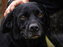 SKATT, Hund, Mischlingshund in Kroatien - Bild 2