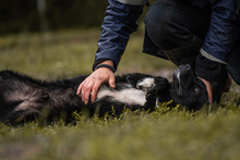 SKATT, Hund, Mischlingshund in Kroatien - Bild 3