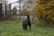 SKATT, Hund, Mischlingshund in Kroatien - Bild 5